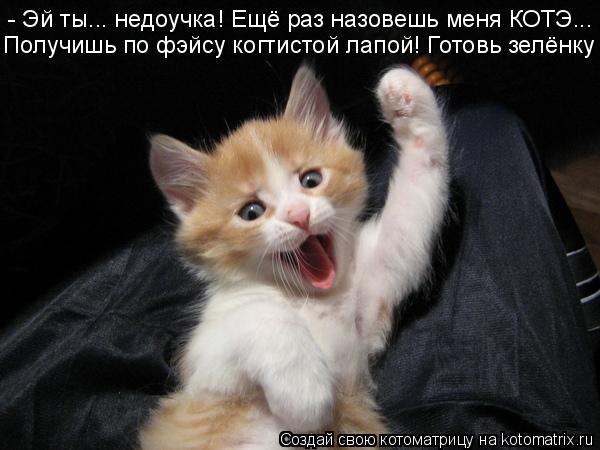 - Эй ты... недоучка! Ещё раз назовешь меня КОТЭ... Получишь по фэйсу когтистой лапой! Готовь зелёнку... Котоматрица: - Эй ты... недоучка! Ещё раз назовешь меня КОТЭ... Получишь по фэйсу когтистой лапой! Готовь зелёнку