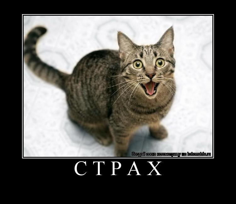 Котоматрица: СТРАХ 