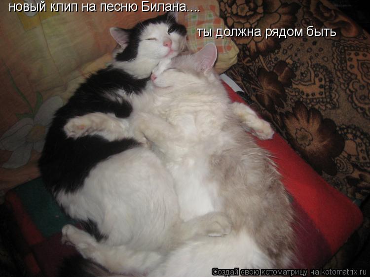 новый клип на песню Билана.... ты должна рядом быть... Котоматрица: новый клип на песню Билана.... ты должна рядом быть