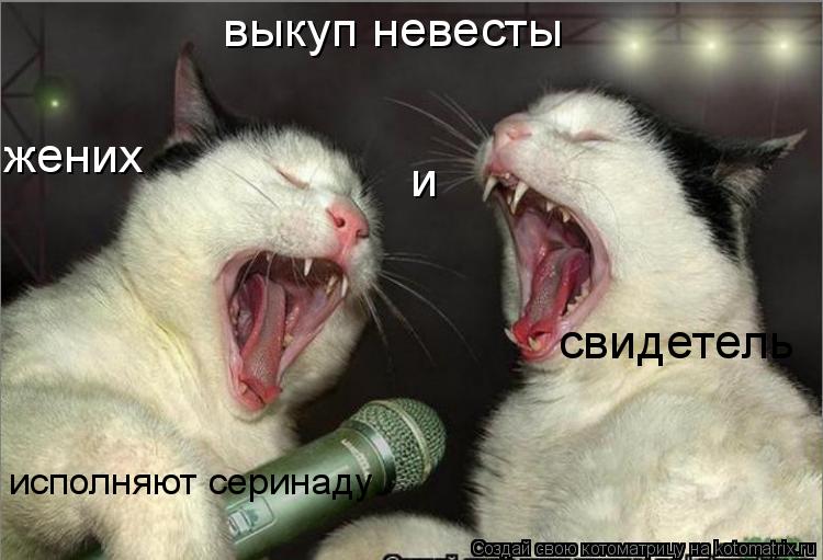 Котоматрица: выкуп невесты жених                    и свидетель исполняют серинаду