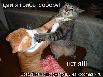 дай я грибы соберу! нет я!!!... Котоматрица: дай я грибы соберу! нет я!!!