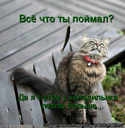 Всё что ты поймал? Да я с утра у холодильнка ловлю больше...... Котоматрица: Всё что ты поймал? Да я с утра у холодильнка ловлю больше...