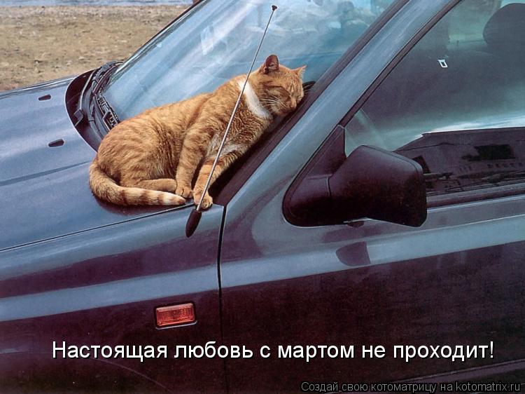 Котоматрица: Настоящая любовь с мартом не проходит!