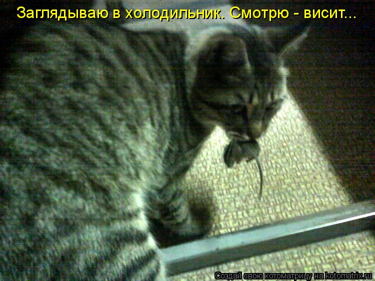 Котоматрица: Заглядываю в холодильник. Смотрю - висит...
