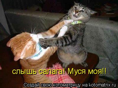 слышь салага! Муся моя!!... Котоматрица: слышь салага! Муся моя!!