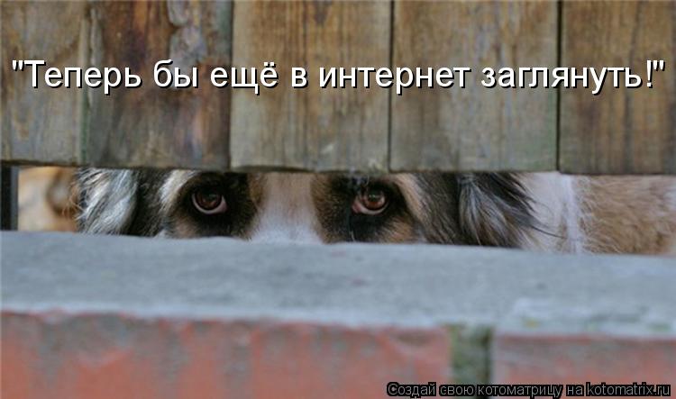 "Теперь бы ещё в интернет заглянуть!"... Котоматрица: "Теперь бы ещё в интернет заглянуть!"