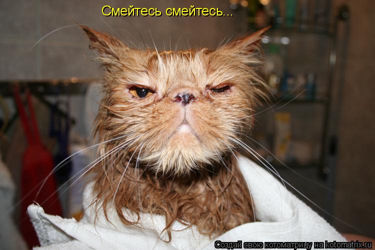 Смейтесь смейтесь...... Котоматрица: Смейтесь смейтесь...
