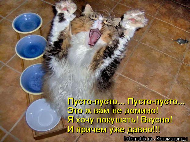 Котоматрица: Пусто-пусто... Пусто-пусто... Это ж вам не домино! Я хочу покушать! Вкусно! И причем уже давно!!!