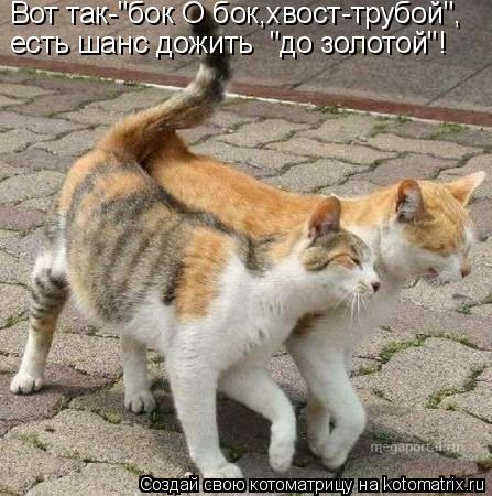Вот так-"бок О бок,хвост-трубой", есть шанс дожить "до золотой"!... Котоматрица: Вот так-"бок О бок,хвост-трубой", есть шанс дожить "до золотой"!