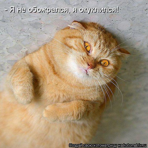 - Я не обожрался, я окуклился!... Котоматрица: - Я не обожрался, я окуклился!
