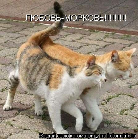ЛЮБОВЬ-МОРКОВЬ!!!!!!!!!... Котоматрица: ЛЮБОВЬ-МОРКОВЬ!!!!!!!!!
