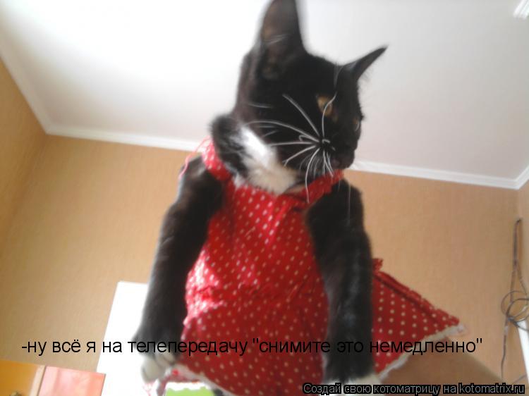 -ну всё я на телепередачу "снимите это немедленно"... Котоматрица: -ну всё я на телепередачу "снимите это немедленно"