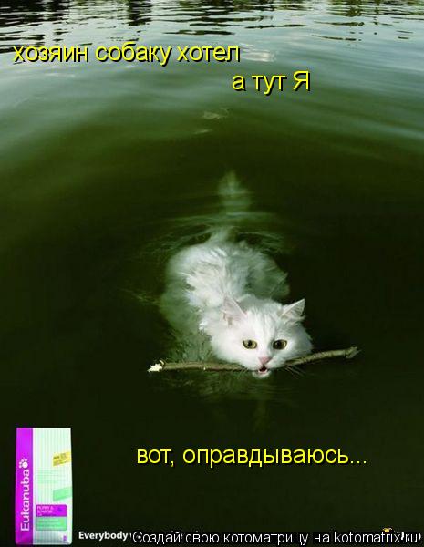 хозяин собаку хотел а тут Я вот, оправдываюсь...... Котоматрица: хозяин собаку хотел а тут Я вот, оправдываюсь...