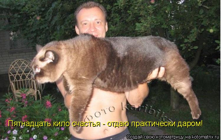 Пятнадцать кило счастья - отдаю практически даром!... Котоматрица: Пятнадцать кило счастья - отдаю практически даром!