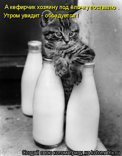 Котоматрица: А кефирчик хозяину под ёлочку поставлю .  Утром увидит - обрадуется !