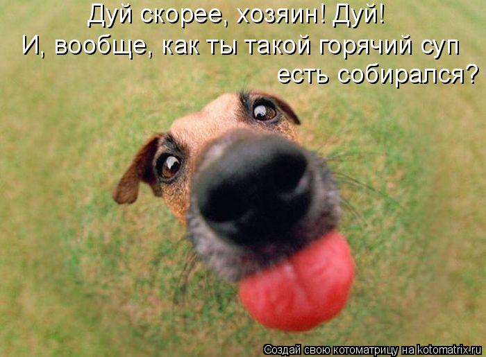 Котоматрица: Дуй скорее, хозяин! Дуй!  И, вообще, как ты такой горячий суп  есть собирался?