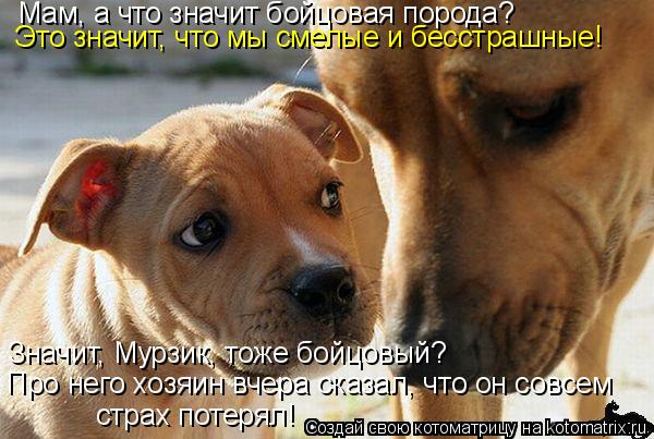 Котоматрица: Мам, а что значит бойцовая порода? Это значит, что мы смелые и бесстрашные! страх потерял! Значит, Мурзик, тоже бойцовый?  Про него хозяин вчер