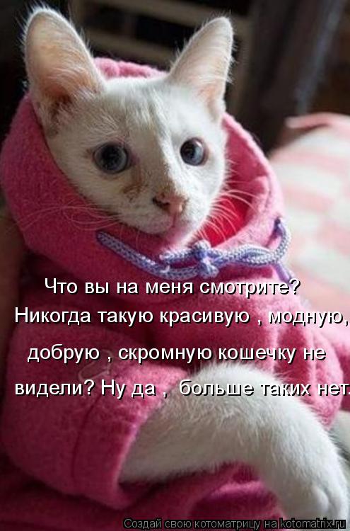 Котоматрица: Что вы на меня смотрите? Никогда такую красивую , модную,  добрую , скромную кошечку не  видели? Ну да ,  больше таких нет.
