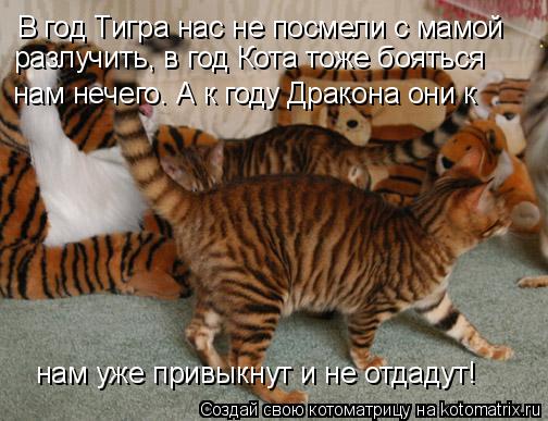 Котоматрица: В год Тигра нас не посмели с мамой разлучить, в год Кота тоже бояться нам нечего. А к году Дракона они к нам уже привыкнут и не отдадут!