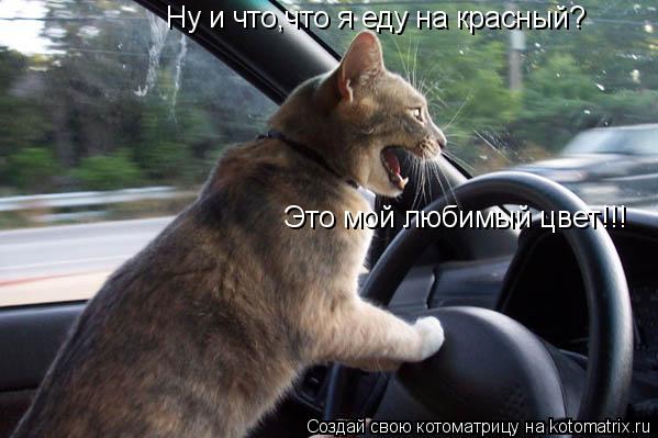 Котоматрица: Ну и что,что я еду на красный? Это мой любимый цвет!!!