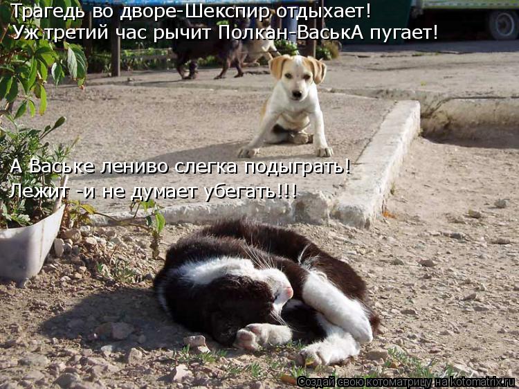 Котоматрица: Трагедь во дворе-Шекспир отдыхает! А Ваське лениво слегка подыграть! Уж третий час рычит Полкан-ВаськА пугает! Лежит -и не думает убегать!!!