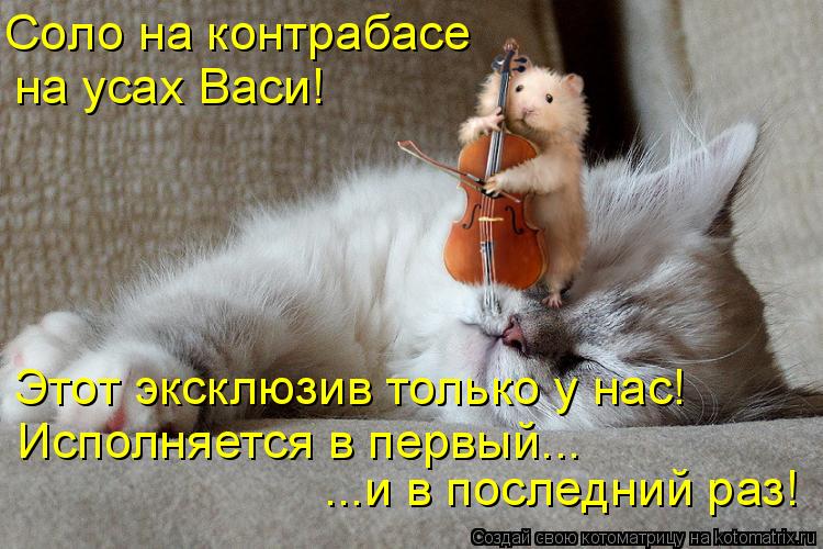 Котоматрица: Соло на контрабасе на усах Васи! Этот эксклюзив только у нас! Исполняется в первый... ...и в последний раз!