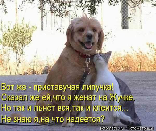 Котоматрица: Вот же - приставучая липучка! Но так и льнёт вся,так и клеится... Не знаю я,на что надеется? Сказал же ей,что я женат на Жучке.