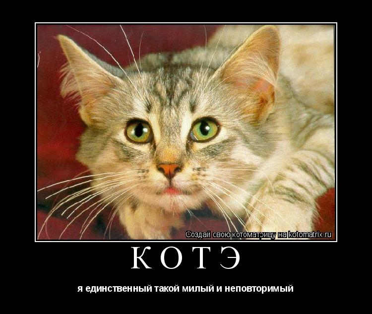 КОТЭ я единственный такой милый и неповторимый... Котоматрица: КОТЭ я единственный такой милый и неповторимый