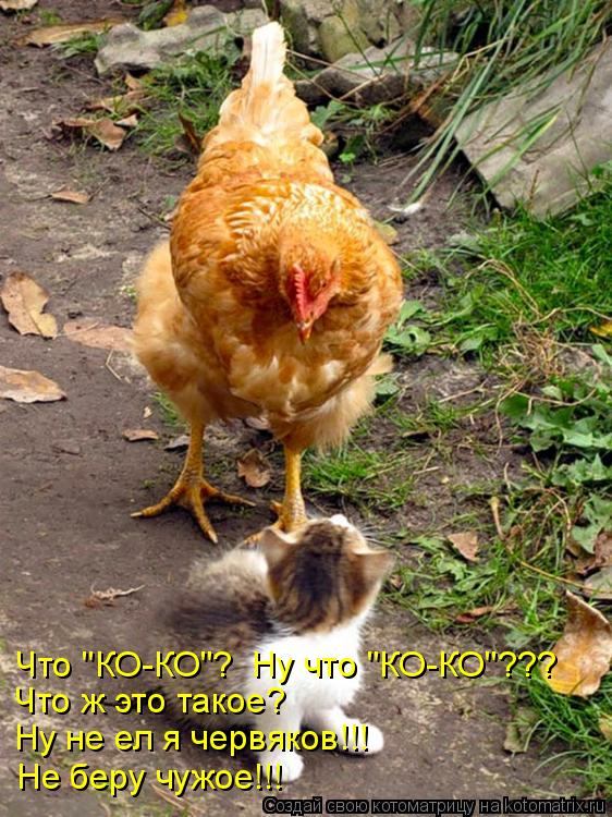 Что "КО-КО"? Ну что "КО-КО"??? Что ж это такое? Не беру чужое!!! Ну не ел я червяков!!!... Котоматрица: Что "КО-КО"? Ну что "КО-КО"??? Что ж это такое? Не беру чужое!!! Ну не ел я червяков!!!