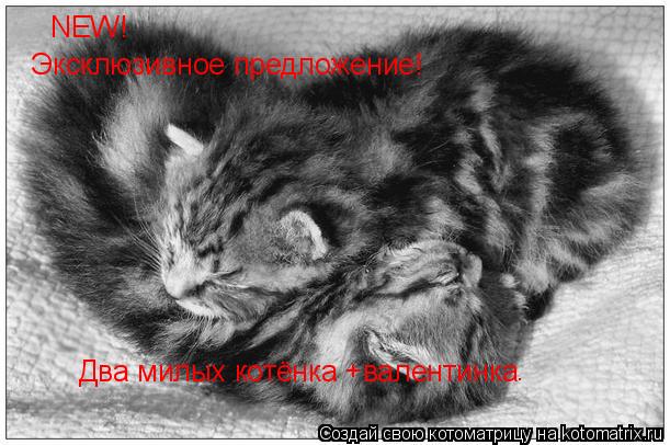 NEW! Два милых котёнка +валентинка Эксклюзивное предложение! .... Котоматрица: NEW! Два милых котёнка +валентинка Эксклюзивное предложение! .