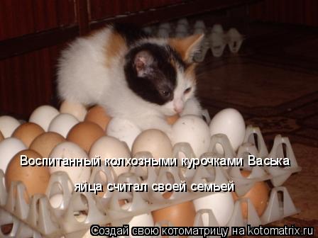 Котоматрица: Воспитанный колхозными курочками Васька  яйца считал своей семьей