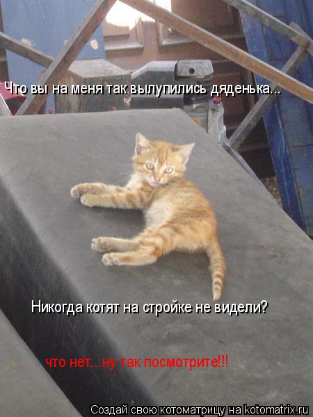 Котоматрица: Что вы на меня так вылупились дяденька...  Никогда котят на стройке не видели? что нет...ну так посмотрите!!!