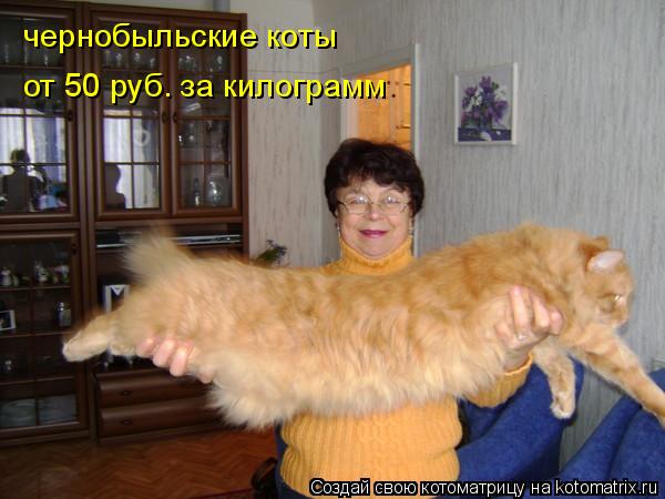 Котоматрица: чернобыльские коты  от 50 руб. за килограмм