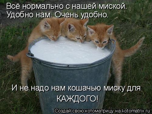 Всё нормально с нашей миской. Удобно нам. Очень удобно. И не надо нам кошачью миску для КАЖДОГО!... Котоматрица: Всё нормально с нашей миской. Удобно нам. Очень удобно. И не надо нам кошачью миску для КАЖДОГО!
