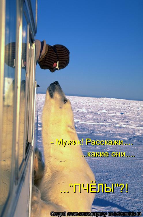 - Мужик! Расскажи.... ...какие они.... ..."ПЧЕЛЫ"?! ..... Котоматрица: - Мужик! Расскажи.... ...какие они.... ..."ПЧЕЛЫ"?! ..
