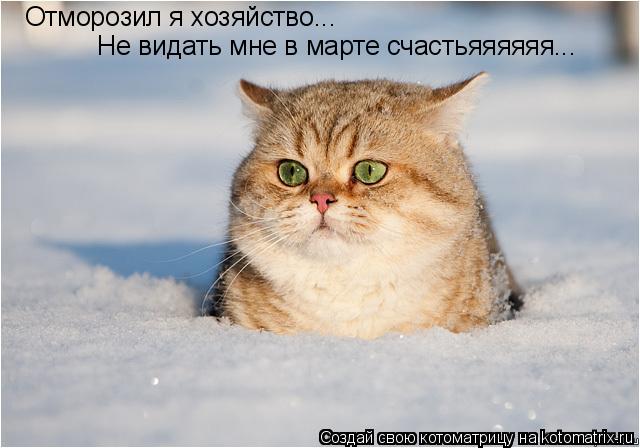 Отморозил я хозяйство... Не видать мне в марте счастьяяяяяя...... Котоматрица: Отморозил я хозяйство... Не видать мне в марте счастьяяяяяя...