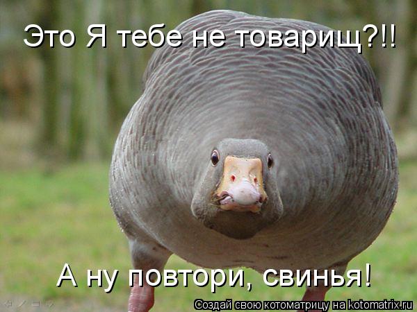 Это Я тебе не товарищ?!! А ну повтори, свинья!... Котоматрица: Это Я тебе не товарищ?!! А ну повтори, свинья!