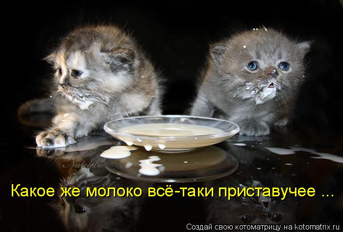 Котоматрица: Какое же молоко всё-таки приставучее ...