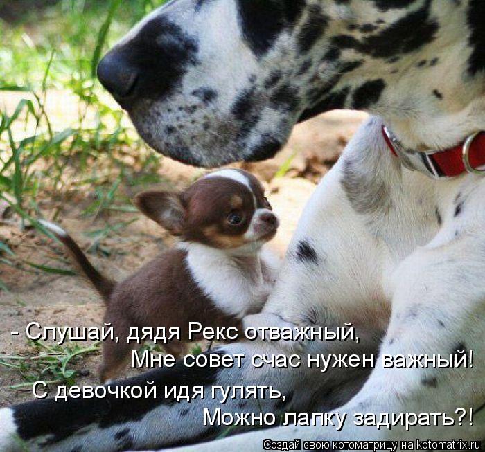 Котоматрица: - Слушай, дядя Рекс отважный, Мне совет счас нужен важный! С девочкой идя гулять, Можно лапку задирать?!
