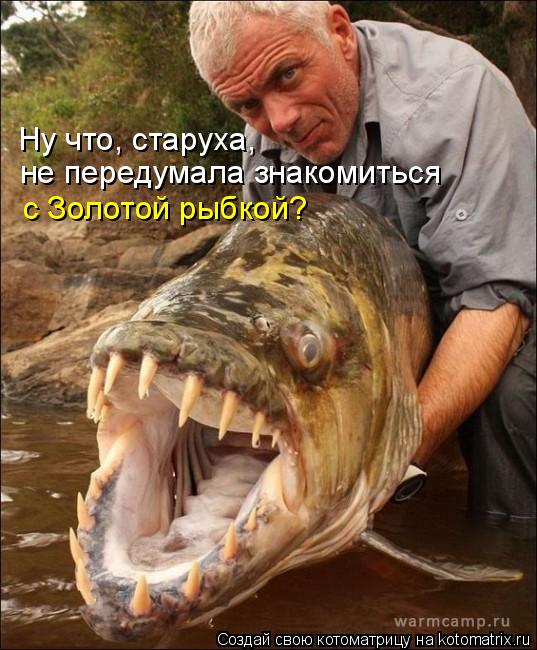 Ну что, старуха, не передумала знакомиться с Золотой рыбкой?... Котоматрица: Ну что, старуха, не передумала знакомиться с Золотой рыбкой?