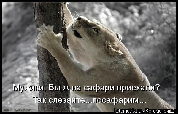 Мужики, Вы ж на сафари приехали? Так слезайте...посафарим...... Котоматрица: Мужики, Вы ж на сафари приехали? Так слезайте...посафарим...