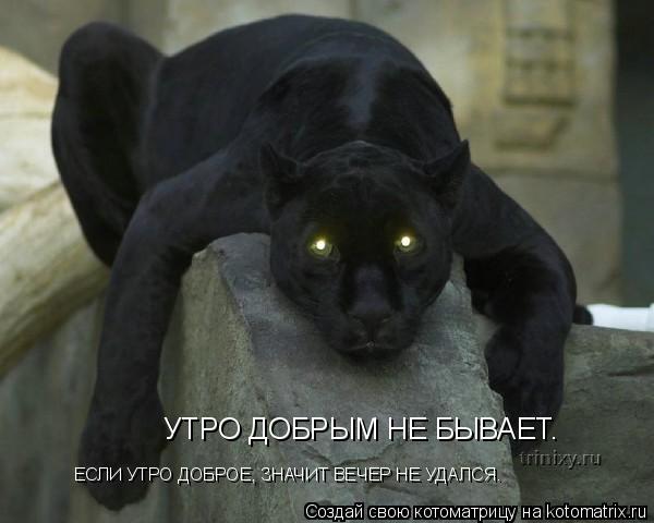 Котоматрица: УТРО ДОБРЫМ НЕ БЫВАЕТ. ЕСЛИ УТРО ДОБРОЕ, ЗНАЧИТ ВЕЧЕР НЕ УДАЛСЯ.