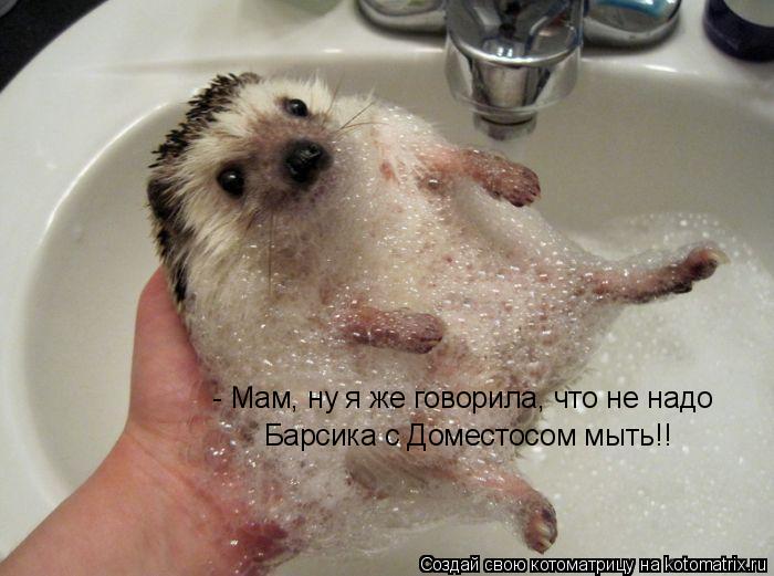 - Мам, ну я же говорила, что не надо Барсика с Доместосом мыть!!... Котоматрица: - Мам, ну я же говорила, что не надо Барсика с Доместосом мыть!!