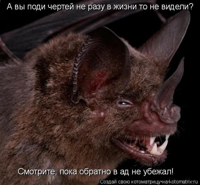 Котоматрица: А вы поди чертей не разу в жизни то не видели?  Смотрите, пока обратно в ад не убежал!