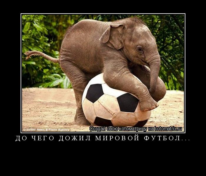 до чего дожил мировой футбол... ... Котоматрица: до чего дожил мировой футбол...