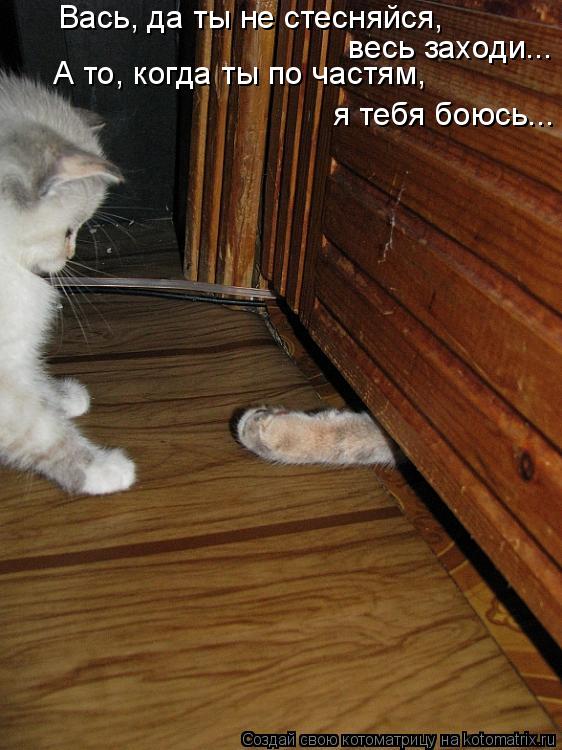 Вась, да ты не стесняйся, весь заходи... А то, когда ты по частям, я тебя боюсь...... Котоматрица: Вась, да ты не стесняйся, весь заходи... А то, когда ты по частям, я тебя боюсь...