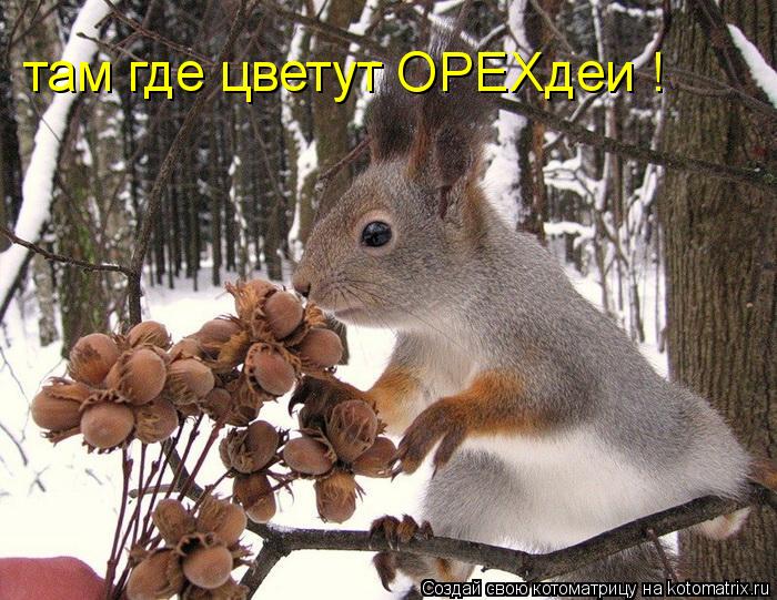 Котоматрица: там где цветут ОРЕХдеи !