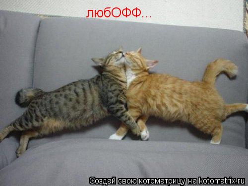 любОФФ...... Котоматрица: любОФФ...
