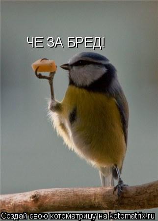 ЧЕ ЗА БРЕД!... Котоматрица: ЧЕ ЗА БРЕД!