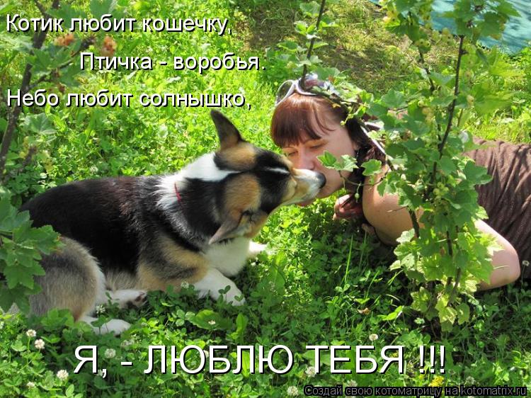 Котик любит кошечку, Птичка - воробья. Небо любит солнышко, Я, - ЛЮБЛЮ ТЕБЯ !!!... Котоматрица: Котик любит кошечку, Птичка - воробья. Небо любит солнышко, Я, - ЛЮБЛЮ ТЕБЯ !!!